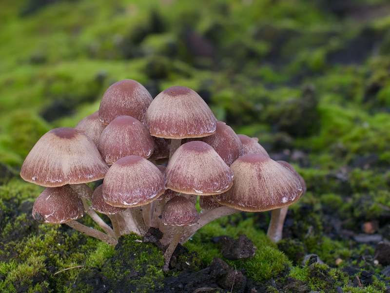 Psathyrella pennata